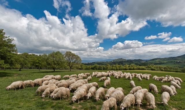 现在农村荒地比较多草料丰盛，为什么饲养牛羊的人反倒越来越少了图5