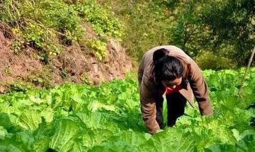 有些地区的农村人口越来越少，以后这些地方的土地还有人种吗图 2