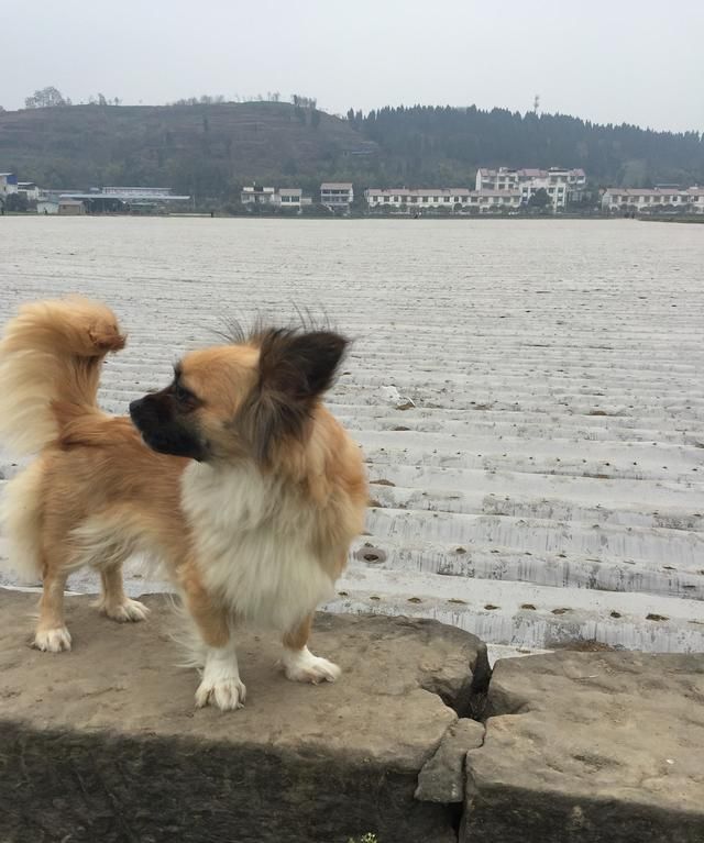 清明假期适合旅游吗图5