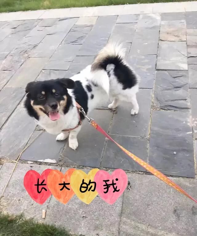 狗狗会感动吗图 1