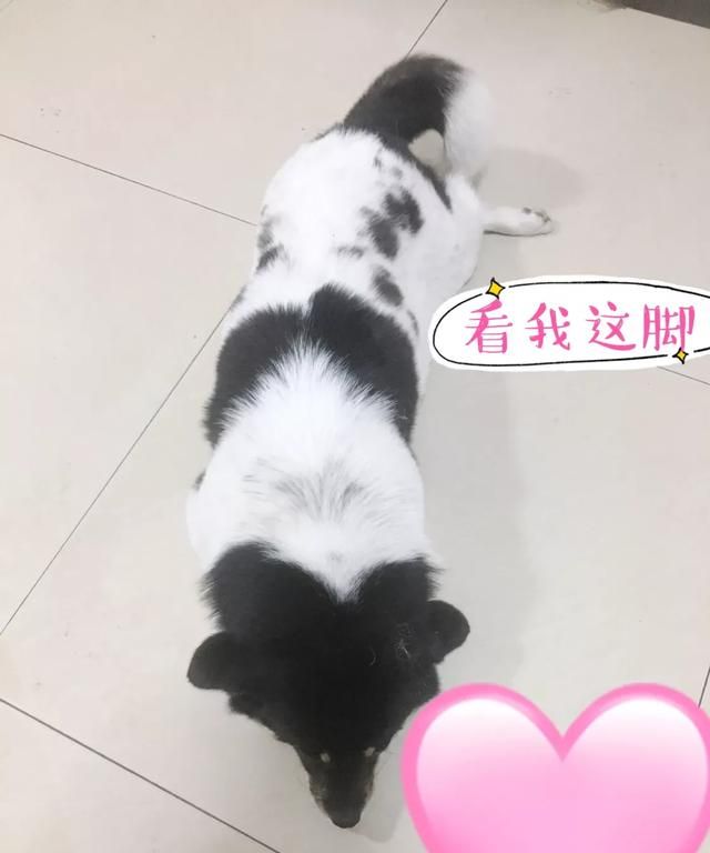 狗狗会感动吗图 3