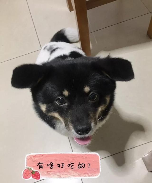 狗狗会感动吗图 5