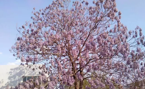 常见观花大乔木有哪些(最漂亮的观花大乔木) 图 3