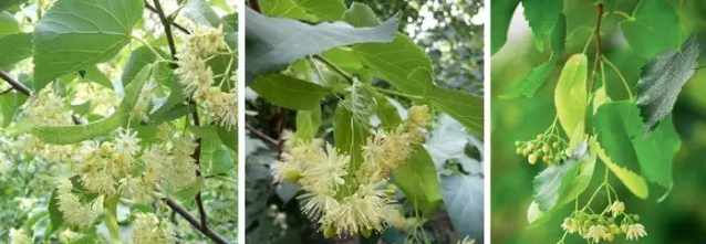 常见观花大乔木有哪些(最漂亮的观花大乔木) 图 4