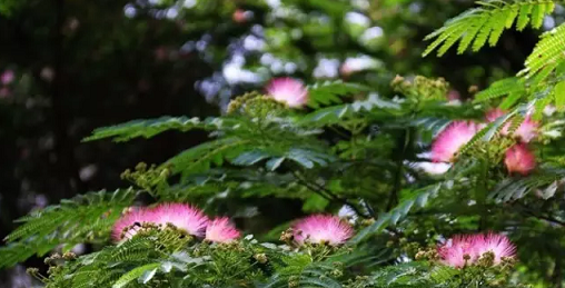 常见观花大乔木有哪些(最漂亮的观花大乔木) 图 5