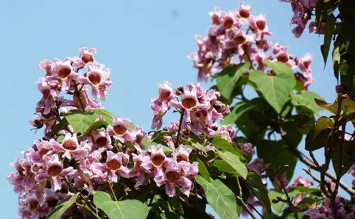 常见观花大乔木有哪些(最漂亮的观花大乔木) 图 9