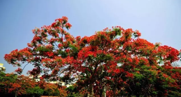 常见观花大乔木有哪些(最漂亮的观花大乔木) 图 11