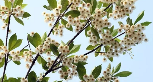 常见观花大乔木有哪些(最漂亮的观花大乔木) 图 13