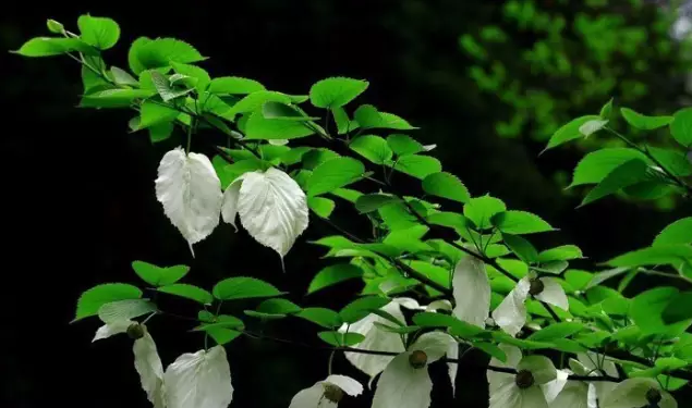 常见观花大乔木有哪些(最漂亮的观花大乔木) 图 14