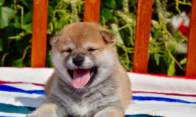 为什么现在有很多人喜欢养柴犬, 为什么现在都流行养柴犬图 4