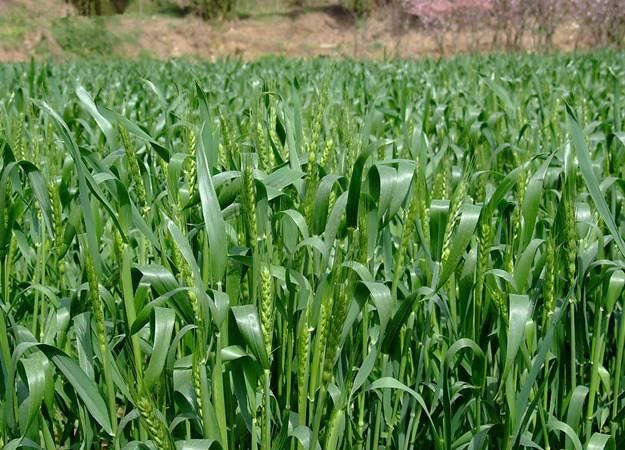 冬小麦下种量每亩多少最佳?, 小麦播种行距多少产量高图 1