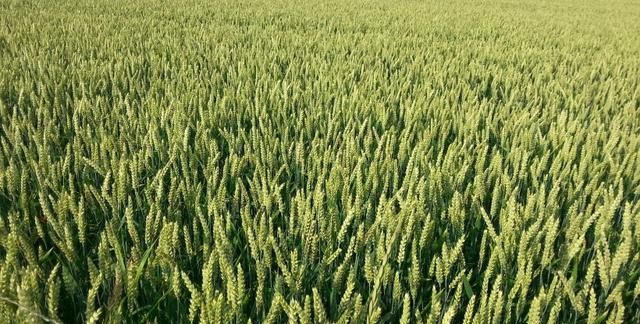 冬小麦下种量每亩多少最佳?, 小麦播种行距多少产量高图 2