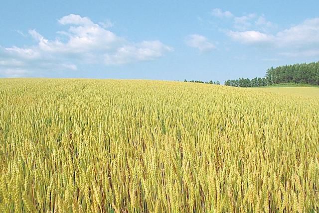 冬小麦下种量每亩多少最佳?, 小麦播种行距多少产量高图 3