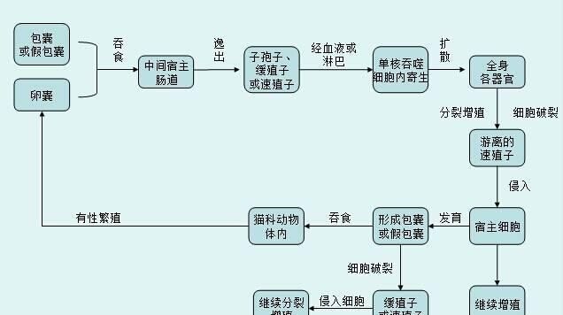 病毒为什么需要中间宿主(病毒基因会嵌入宿主基因吗) 图 3