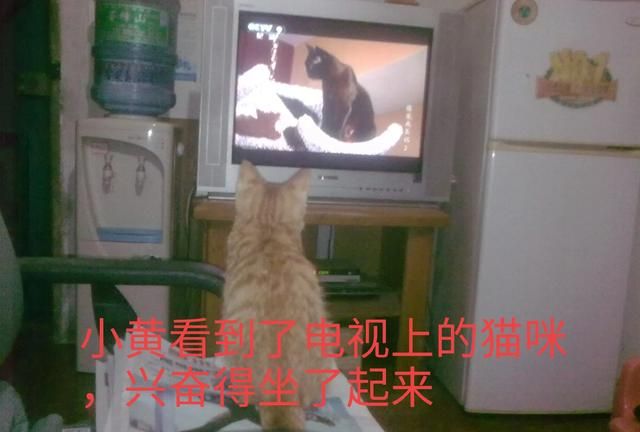 有哪些搞笑的猫咪表情包(猫咪的迷惑行为表情包)图23