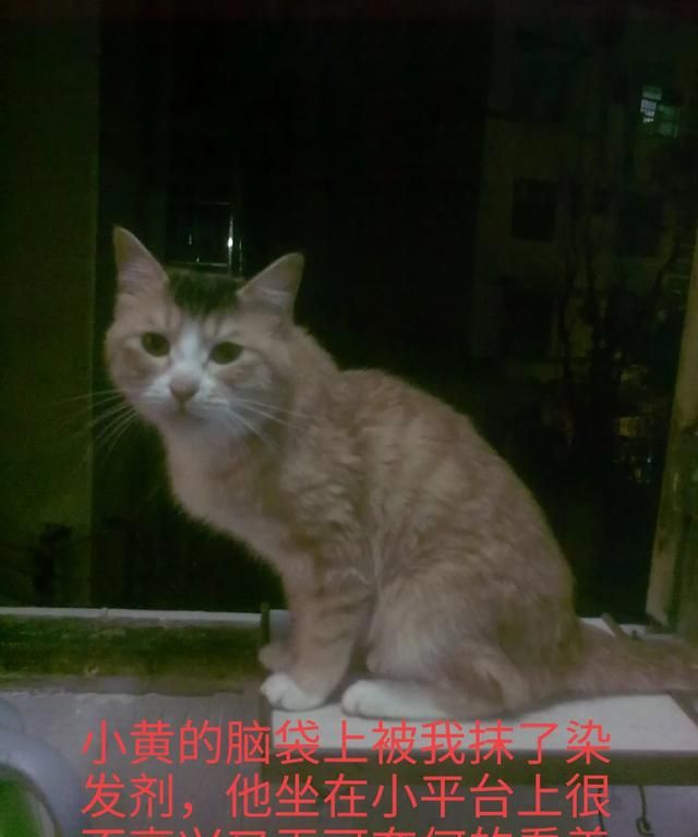 有哪些搞笑的猫咪表情包(猫咪的迷惑行为表情包)图24