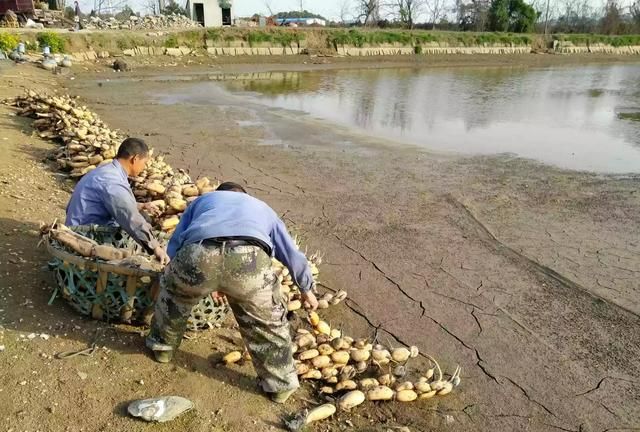 黄冈10亩池塘做什么(家里闲置10亩地做什么好)图4