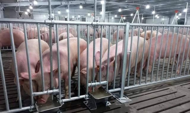 非洲猪瘟会影响生猪养殖吗 (非洲猪瘟会导致全国都没有猪吗)