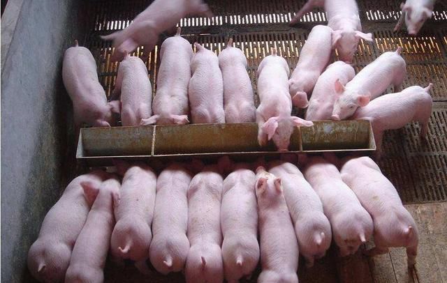 非洲猪瘟会影响生猪养殖吗 (非洲猪瘟会导致全国都没有猪吗)