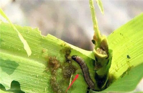 玉米地里的委夜蛾害虫怎么防治