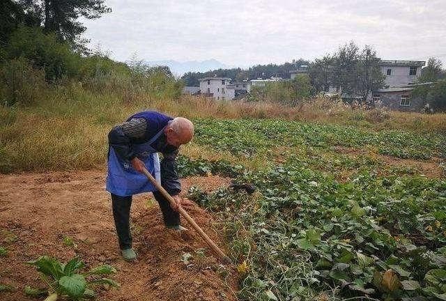 为什么现在有些农村青壮年不愿意在乡下种田地而是去城里打工图 1